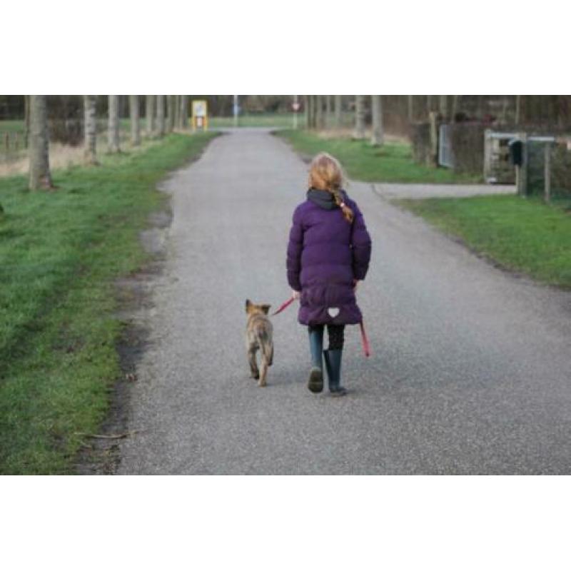 Hollandse Herder pup met stamboom