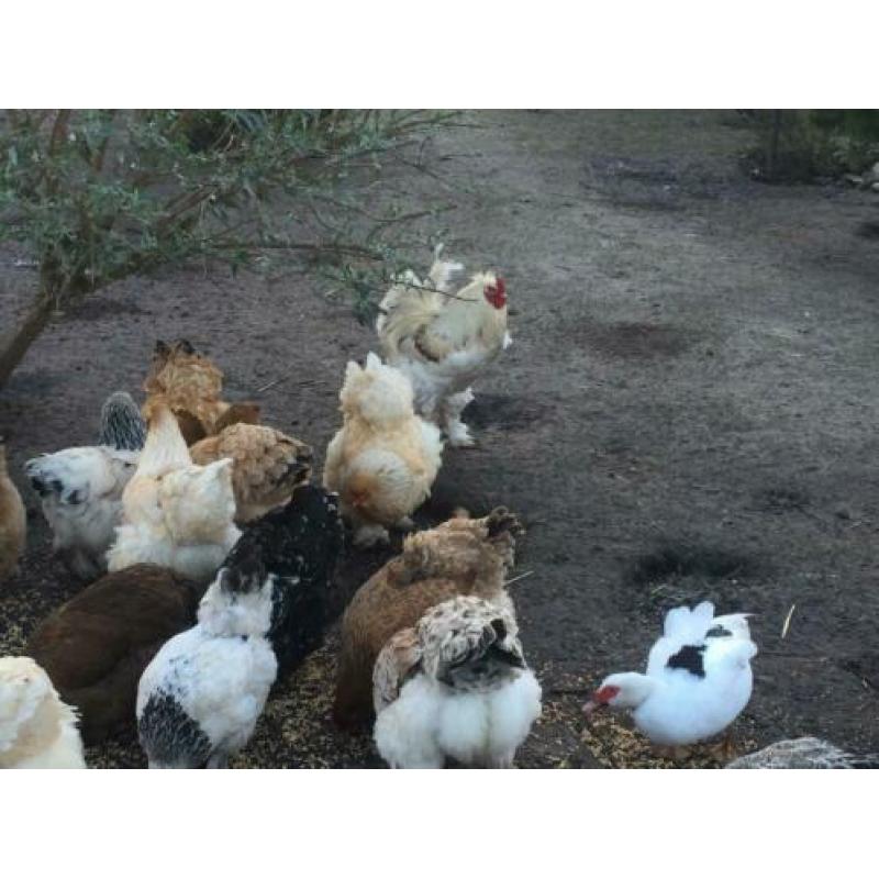 brahma kippen groot