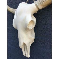 Stierenschedel ivoor met horens witte puntscheldel-stier