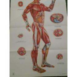 6 x Poster Body acupuncture 1970"s